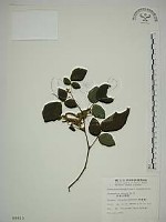 藏品(波葉山螞蝗)的圖片