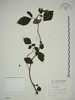 藏品(波葉山螞蝗)的圖片