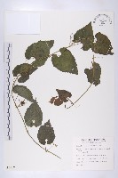 藏品(青牛膽)的圖片