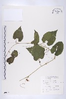 藏品(青牛膽)的圖片