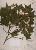 藏品(青楓)的圖片