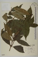 藏品(草珊瑚、紅果金粟蘭)的圖片