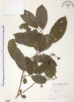 藏品(山香圓)的圖片