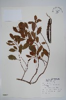 藏品(酸藤)的圖片