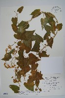 藏品(薄葉牛皮消)的圖片