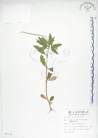 藏品(石吊蘭、吊石苣苔)的圖片