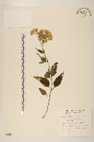 藏品(臺灣澤蘭)的圖片