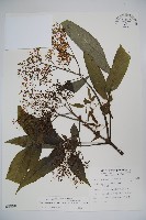 藏品(冇骨消)的圖片