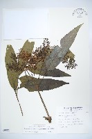 藏品(冇骨消)的圖片