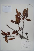 藏品(臺灣赤楊、臺灣榿木)的圖片