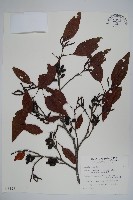 藏品(臺灣赤楊、臺灣榿木)的圖片