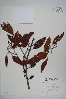 藏品(臺灣赤楊、臺灣榿木)的圖片