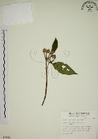 藏品(野牡丹)的圖片