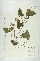 藏品(青牛膽)的圖片