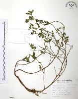 藏品(克非亞草)的圖片