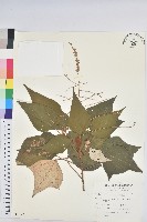 藏品(白匏子)的圖片