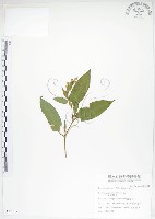 藏品(火炭母草、清飯藤)的圖片