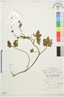 藏品(水辣菜、禺毛茛)的圖片