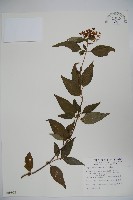 藏品(狹葉莢迷)的圖片