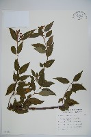 藏品(狹葉莢迷)的圖片