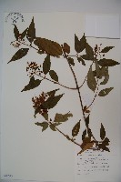 藏品(狹葉莢迷)的圖片