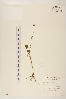 藏品(矮菊)的圖片