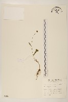 藏品(矮菊)的圖片