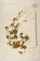 藏品(矮菊)的圖片