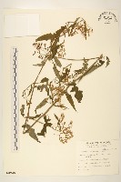 藏品(蔓黃菀)的圖片