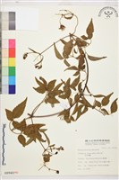 藏品(小木通)的圖片