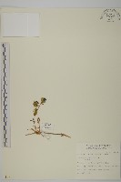 藏品(狗筋蔓)的圖片