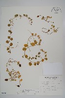 藏品(普刺特草)的圖片