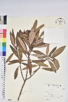 藏品(臺灣杜鵑)的圖片