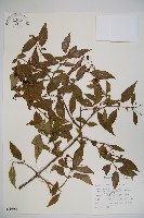 藏品(狹葉莢迷)的圖片