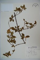 藏品(狹葉莢迷)的圖片