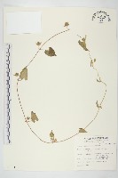 藏品(白花牽牛)的圖片