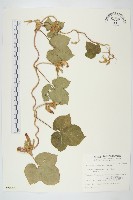 藏品(碗仔花)的圖片