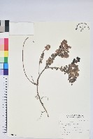 藏品(高山越橘)的圖片