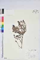 藏品(高山越橘)的圖片
