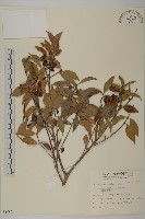 藏品(福建賽衛矛、福建假衛矛)的圖片