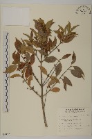 藏品(福建賽衛矛、福建假衛矛)的圖片