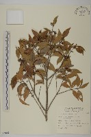 藏品(福建賽衛矛、福建假衛矛)的圖片