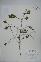 藏品(雲南冬青)的圖片