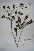 藏品(雲南冬青)的圖片