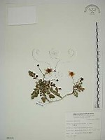 藏品(臺灣莓)的圖片