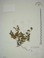 藏品(臺灣莓)的圖片