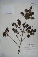 藏品(雲南冬青)的圖片