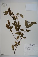 藏品(狹葉莢迷)的圖片