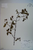 藏品(狹葉莢迷)的圖片