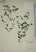 藏品(爵床)的圖片